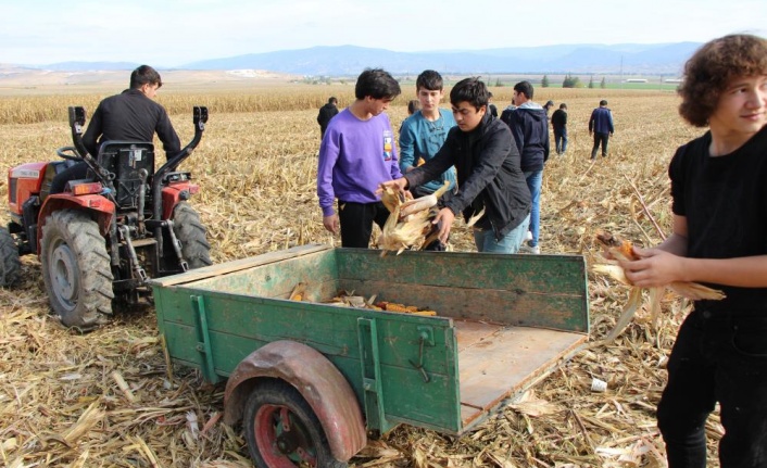 Amasya'daki meslek lisesi öğrencileri ektikleri mısırın hasadını yaptı!