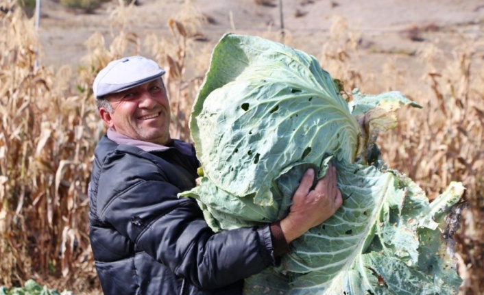 İşte Çorum'un 40 kiloluk lahanaları
